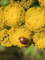 Cychramus luteus