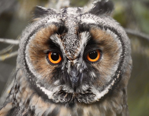 Long-eared Owl