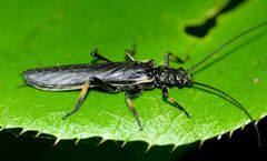 Austroperla cyrene