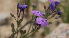 Gilia cana speciosa