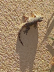 Tarentola mauritanica