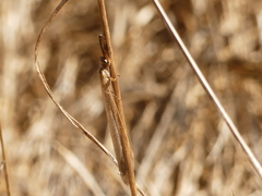 Creoleon lugdunensis