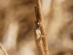 Creoleon lugdunensis