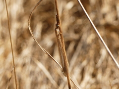 Creoleon lugdunensis