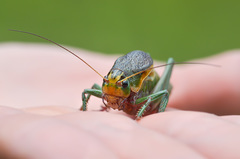 Psorodonotus venosus