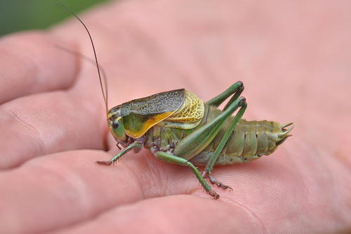 Psorodonotus venosus