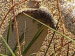 Tarentola mauritanica