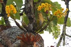 Dendrobium chrysotoxum