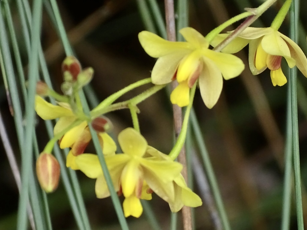 Spathoglottis pubescens