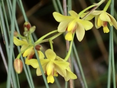 Spathoglottis pubescens