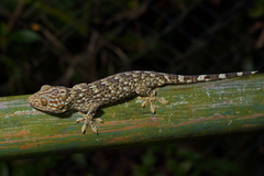 Gekko reevesii