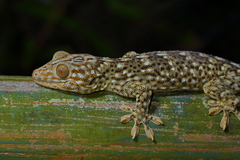 Gekko reevesii