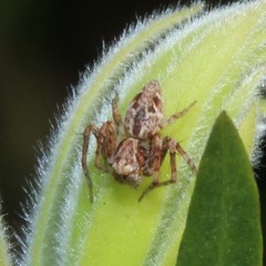 Oxyopes amoenus