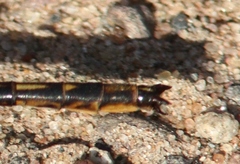 Phanogomphus spicatus