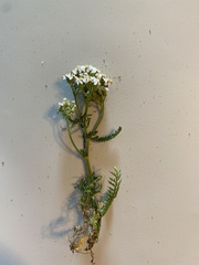 Achillea millefolium