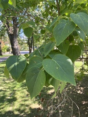 Syringa vulgaris