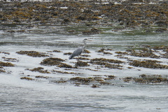Ardea cinerea