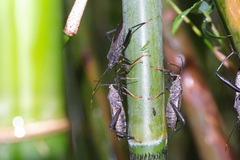 Notobitus meleagris