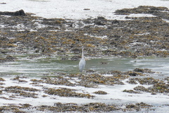 Ardea cinerea