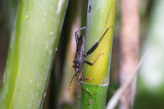Notobitus meleagris
