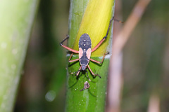 Notobitus meleagris