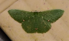 Prasinocyma iosticta