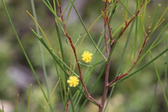 Acacia juncifolia