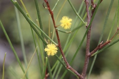 Acacia juncifolia