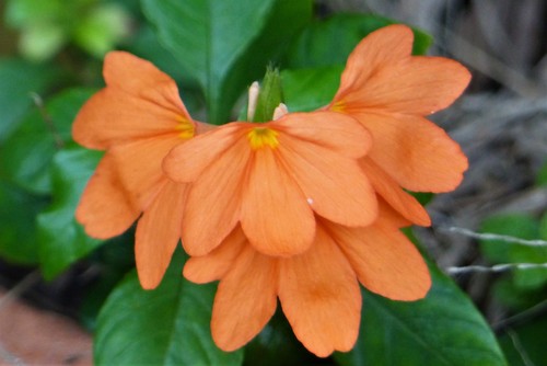 Crossandra
