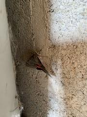 Catocala nupta