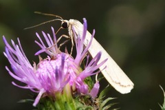 Eilema pseudocomplana