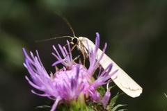 Eilema pseudocomplana