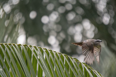 Tyrannus melancholicus