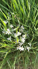 Ornithogalum umbellatum