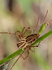 Oxyopes elegans