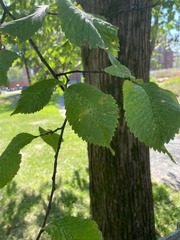 Ulmus