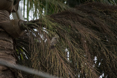 Tyrannus melancholicus