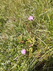 Dianthus alpinus