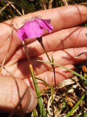 Dianthus alpinus
