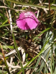 Dianthus alpinus