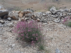 Centranthus longiflorus