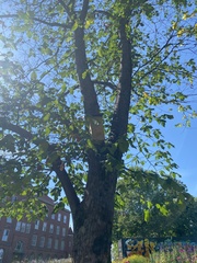 Tilia × europaea