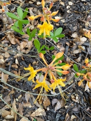 Rhododendron calendulaceum
