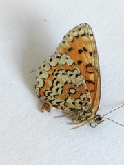 Melitaea trivia