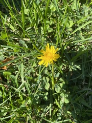 Taraxacum officinale