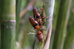 Cyrtotrachelus thompsoni