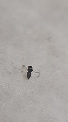 Chalcidoidea