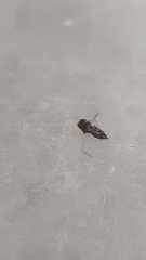 Chalcidoidea