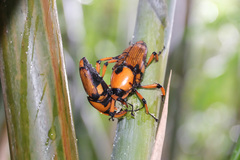 Cyrtotrachelus thompsoni