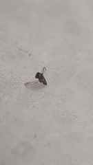 Chalcidoidea